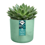 the ocean collection round 22cm pacifisch groen